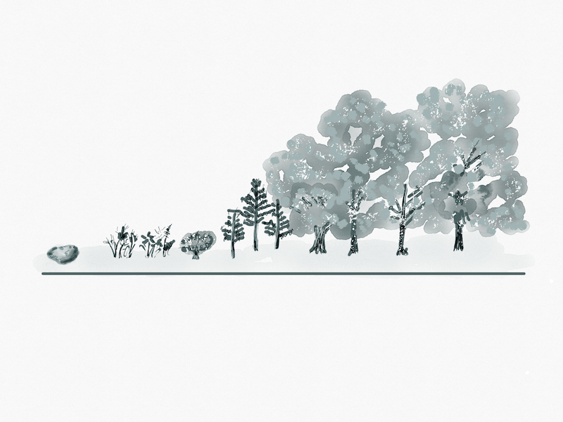 Forest Succession Illustration